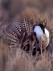 Gunnison sage-grouse